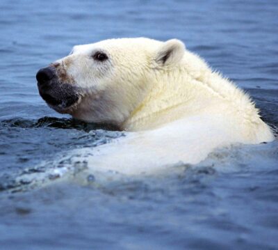 Ursus maritimus 4 1996 08 04