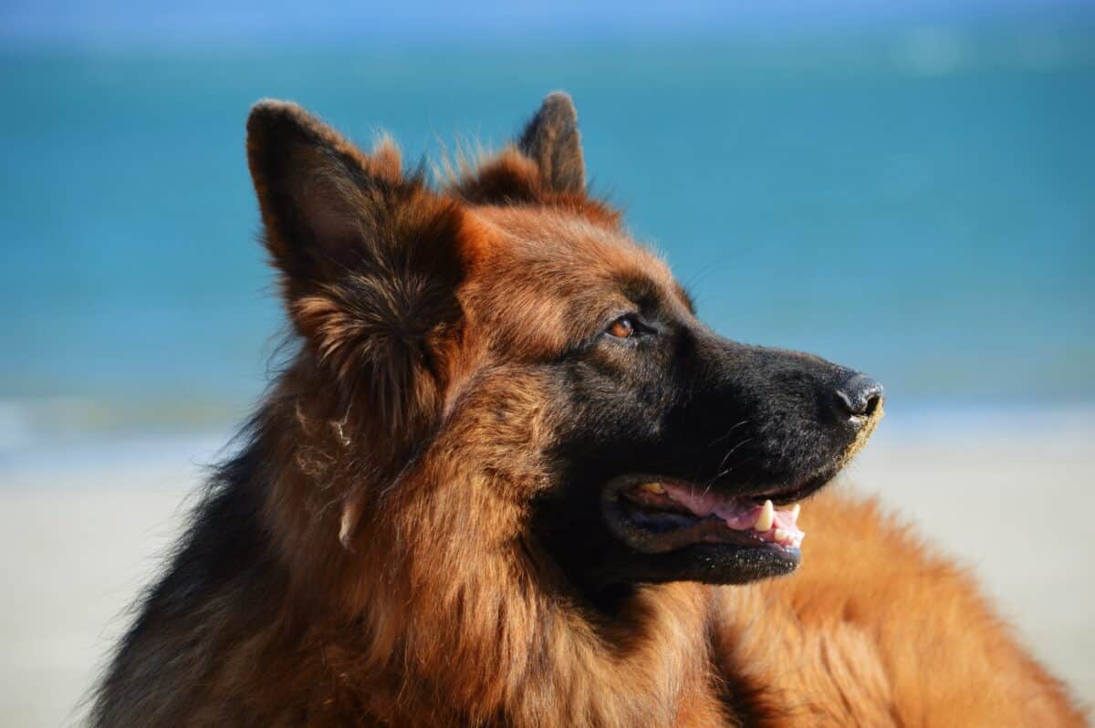 shumilov ludmila 59396 unsplash