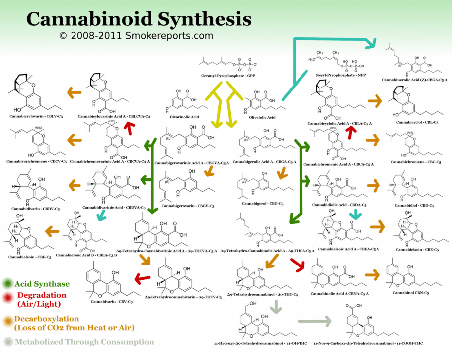voie de synthèse des cannabinoïdes copia1