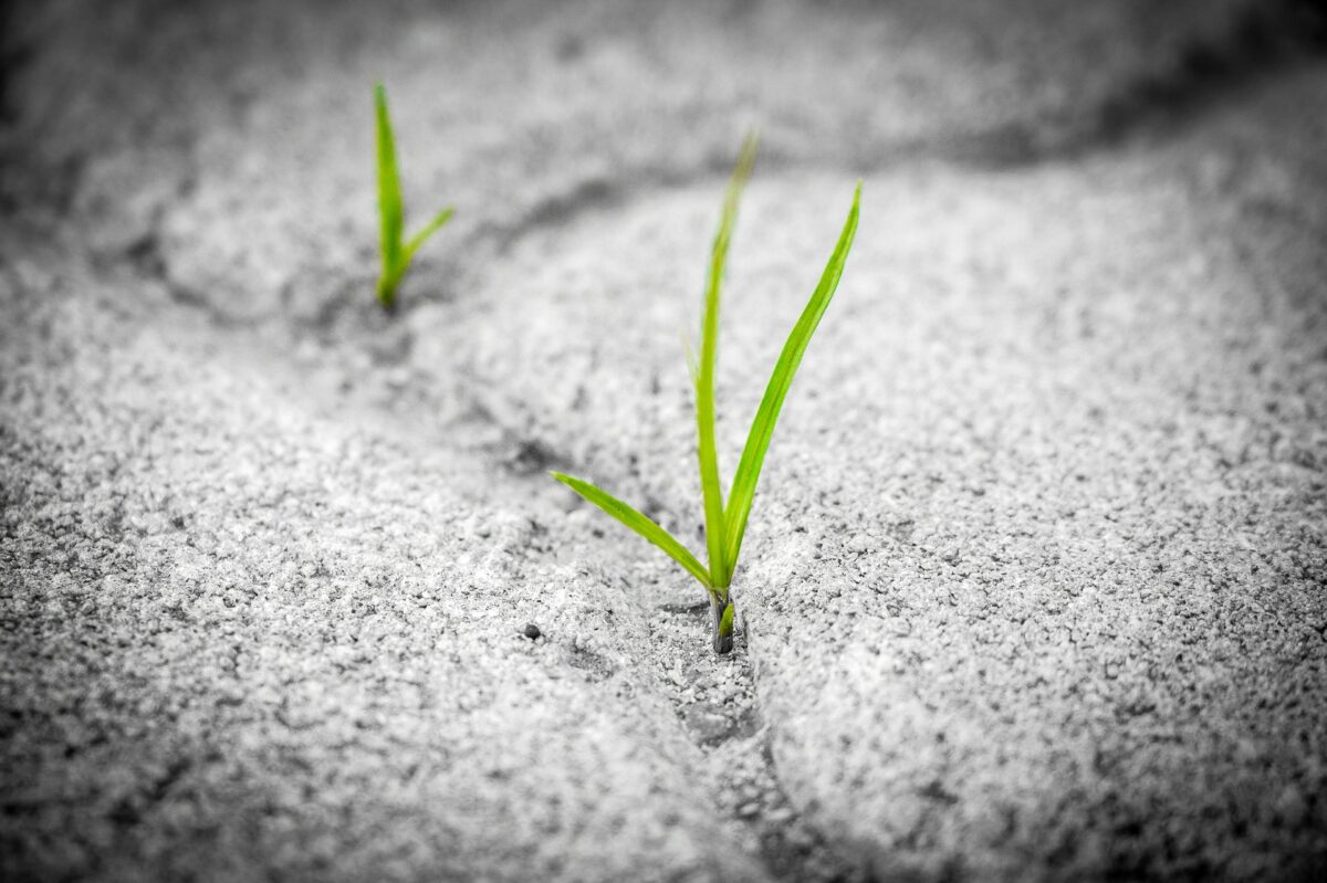 grass 1913167 1920 scaled