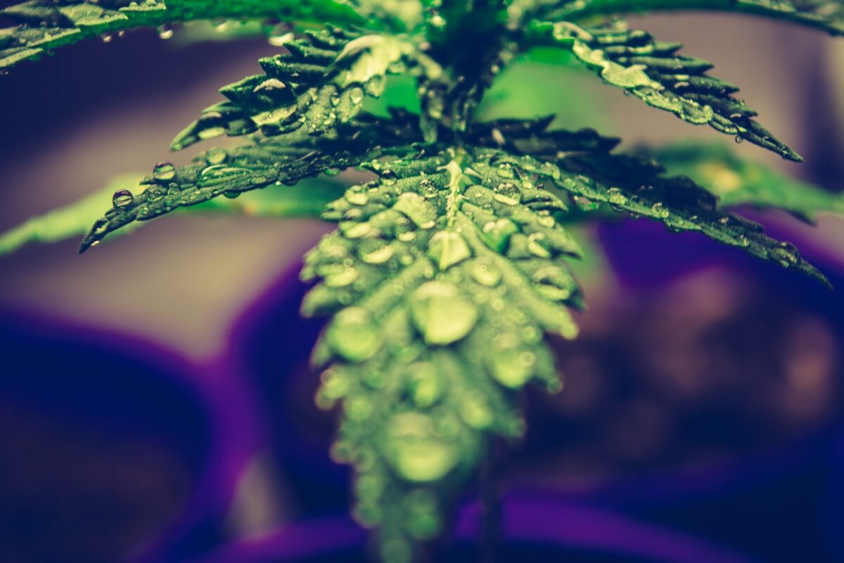 feuille de cannabis