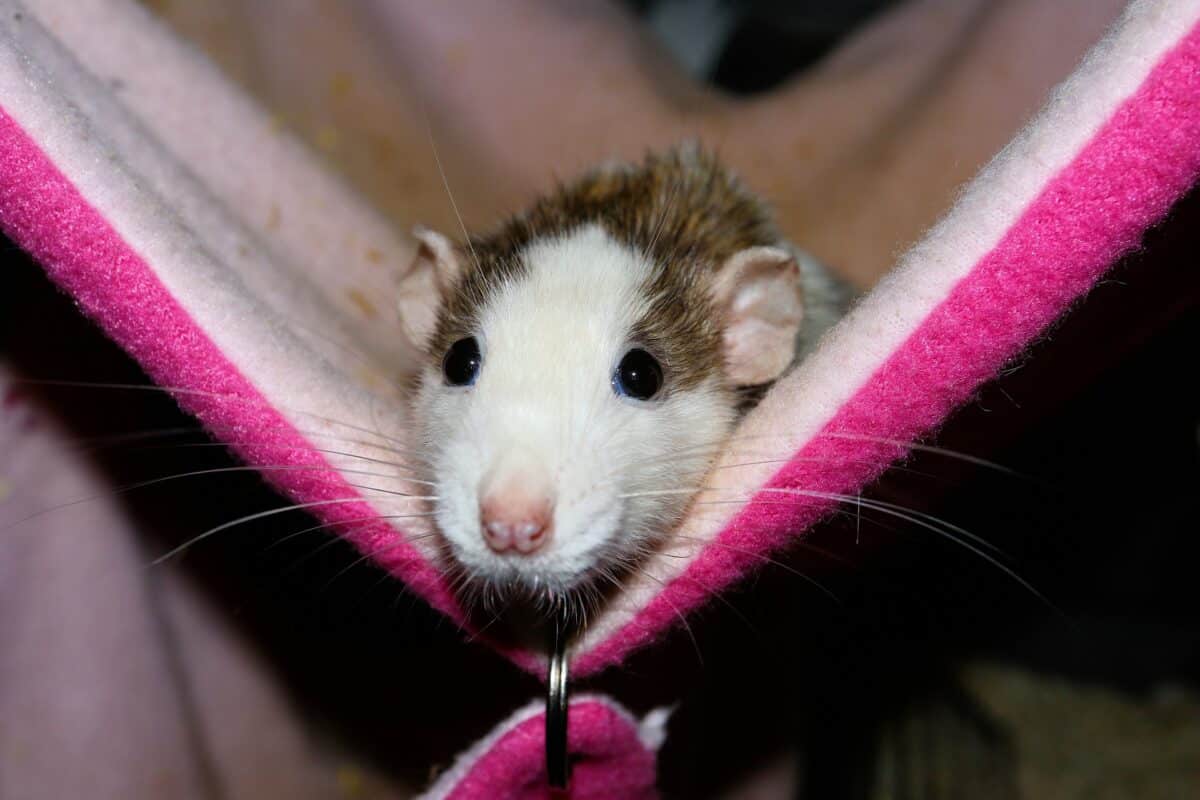 rat 3893554 1920