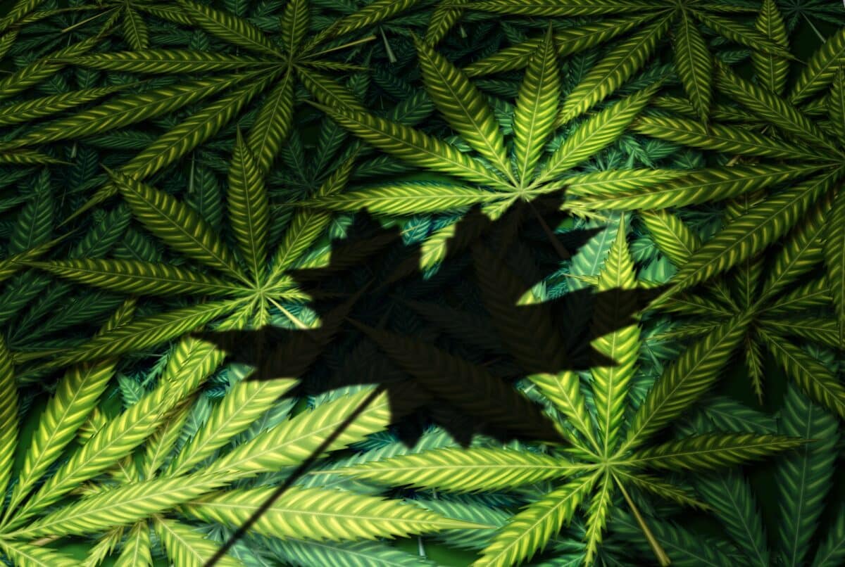 cannada maple leaf cannabis leaves