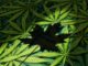 cannada maple leaf cannabis leaves