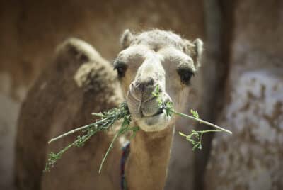 camel 3894778 1920 1