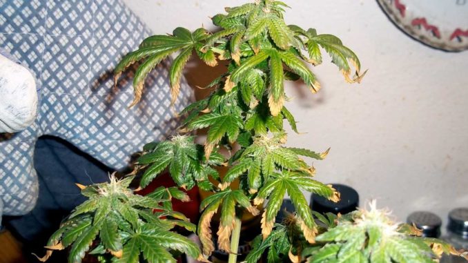 plant that got sick at beginning of flowering stage