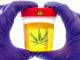 Le Cannabiste THC pipi