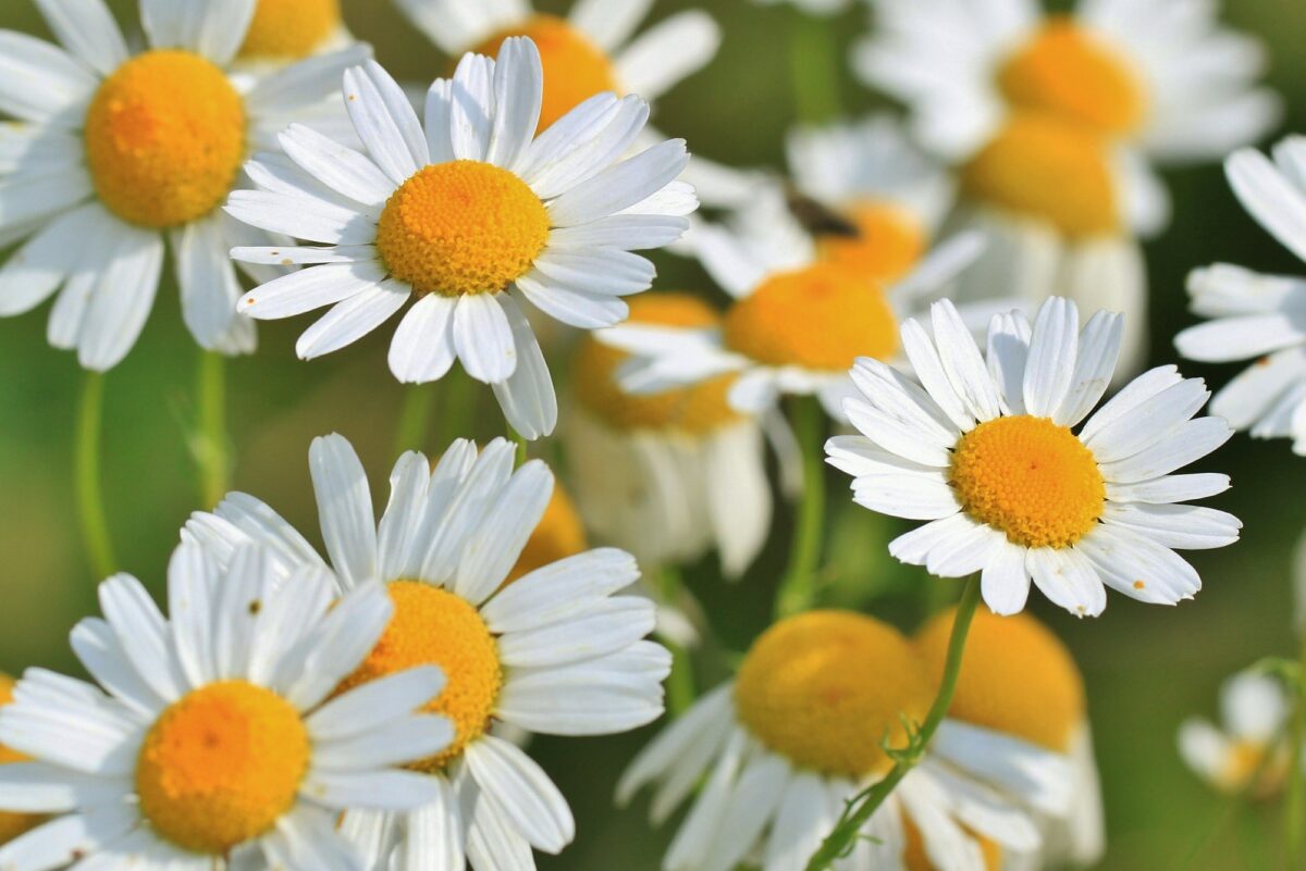 chamomile 401490 1920 scaled
