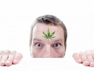 chanvre bien etre le cannabiste image @ pixabay