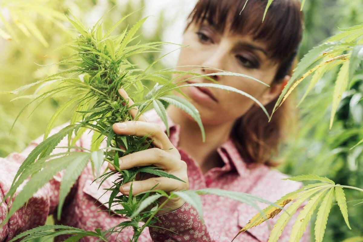 Cannabis