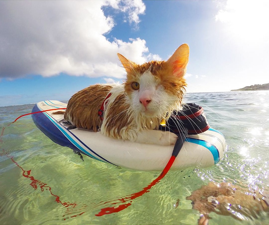 surfing cat likes water swimming kuli hawaii 1