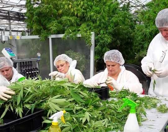 MGC Pharma