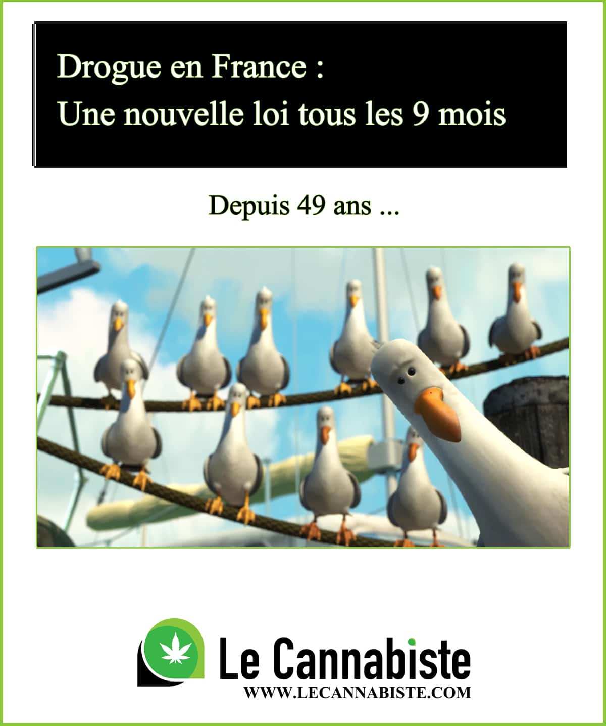 Le Cannabiste et la loi