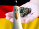 le cannabiste allemagne cannabis CDU