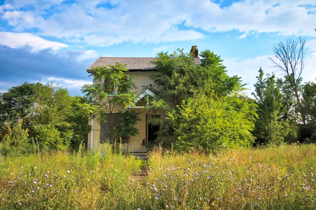 plante de cannabis devant une maison dans la campagne américaine