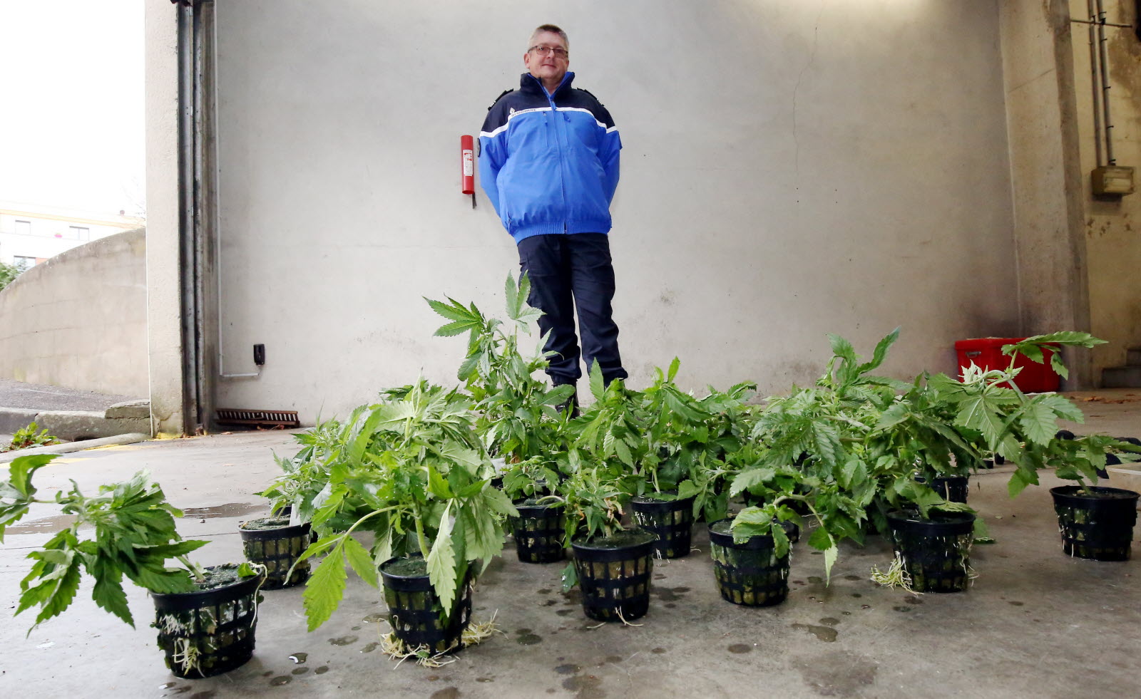 le commandant pascal niggemann patron de la compagnie de gendarmerie de briey confirme la saisie de 250 plants entre autre photo fred lecocq 1448463724