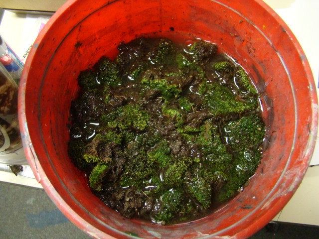 Moss bucket