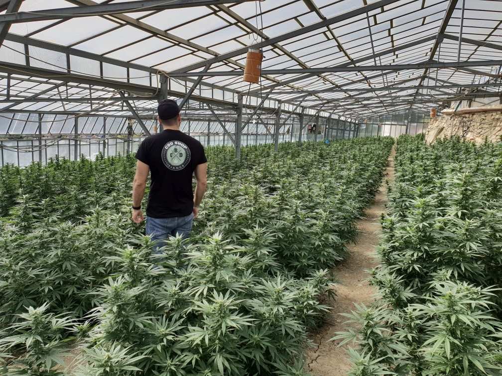 Image CBD Shop France - Tous droits réservés