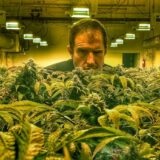 leather storrs weed