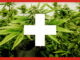 Le Cannabiste Suisse Conseil