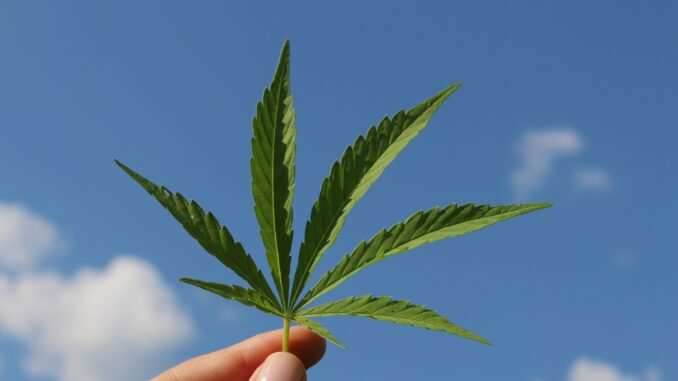 hemp-leaf-3661209_1920