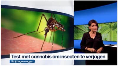 Le Cannabiste Moustiques
