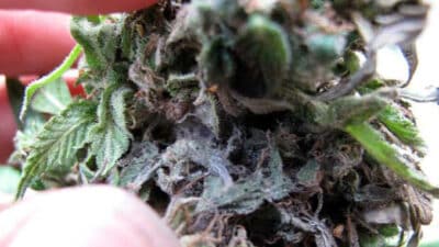 Experimentation medical France Arnaque Le Cannabiste