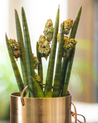 2020 11 23 MBS fleurs 2 2