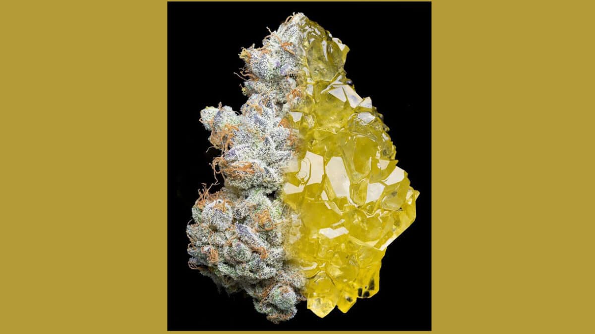 Le Cannabiste CBD melage Reims scaled