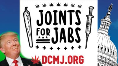 Le Cannabiste Vaccination Cannabis Gratuit
