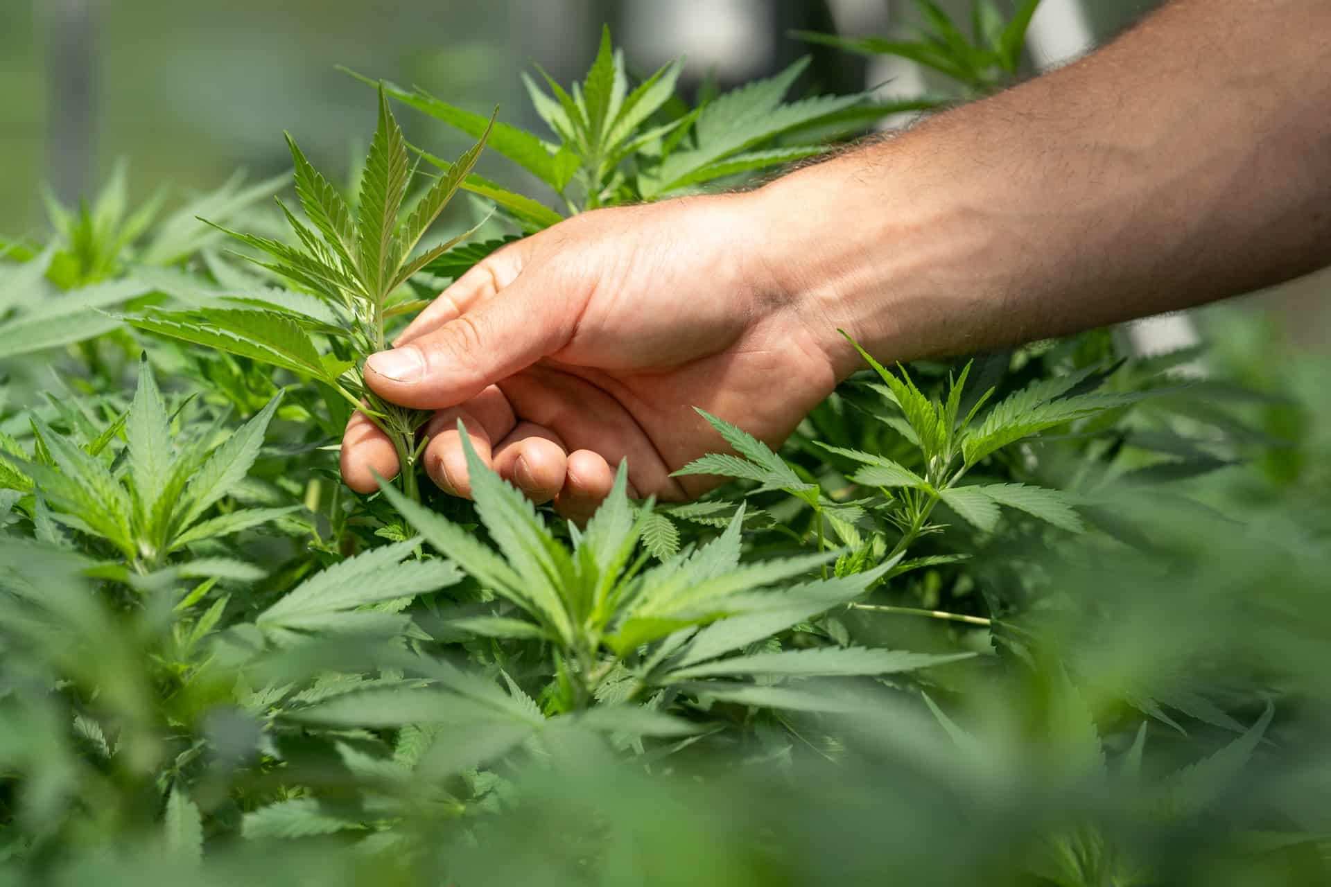 plantes-image-crystalweed-cannabis-unsplash plantes-image-crystalweed-cannabis-unsplash