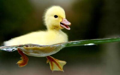 petit canard eau 161993