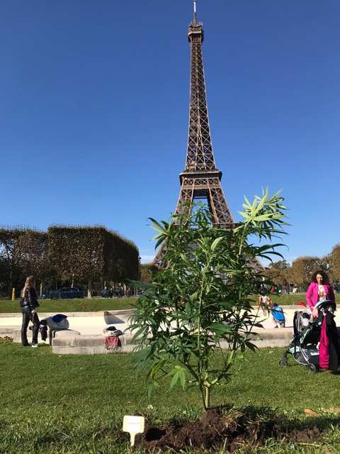 Botanys a Paris 1