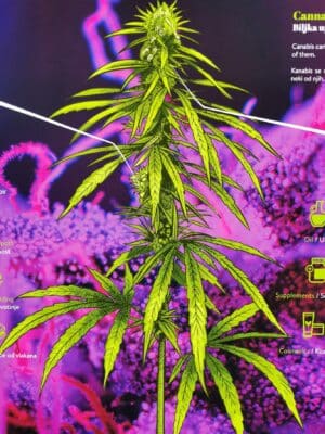 Cannabis Museum Zagreb