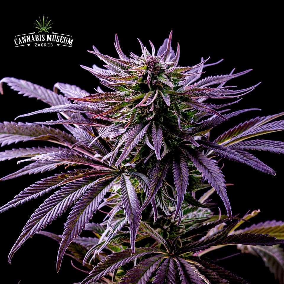 FLeur cannabis - Cannabis Museum Zagreb