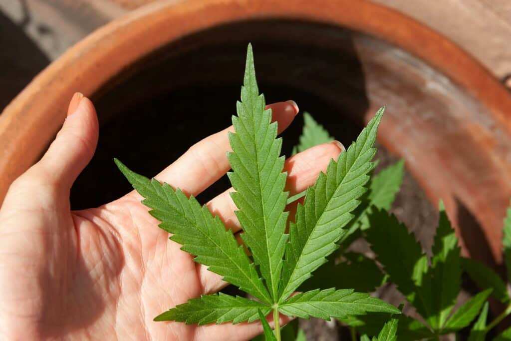 cannabis 5003423 1920