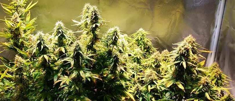 Juicy Fruit Strain Description