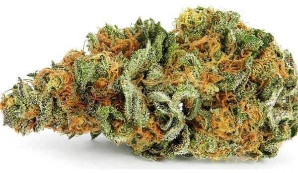 Secret Garden OG Strain Growingallbud