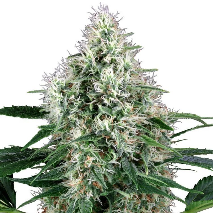 Feminized marijuana seeds Fire OG wholesale 750x750 1