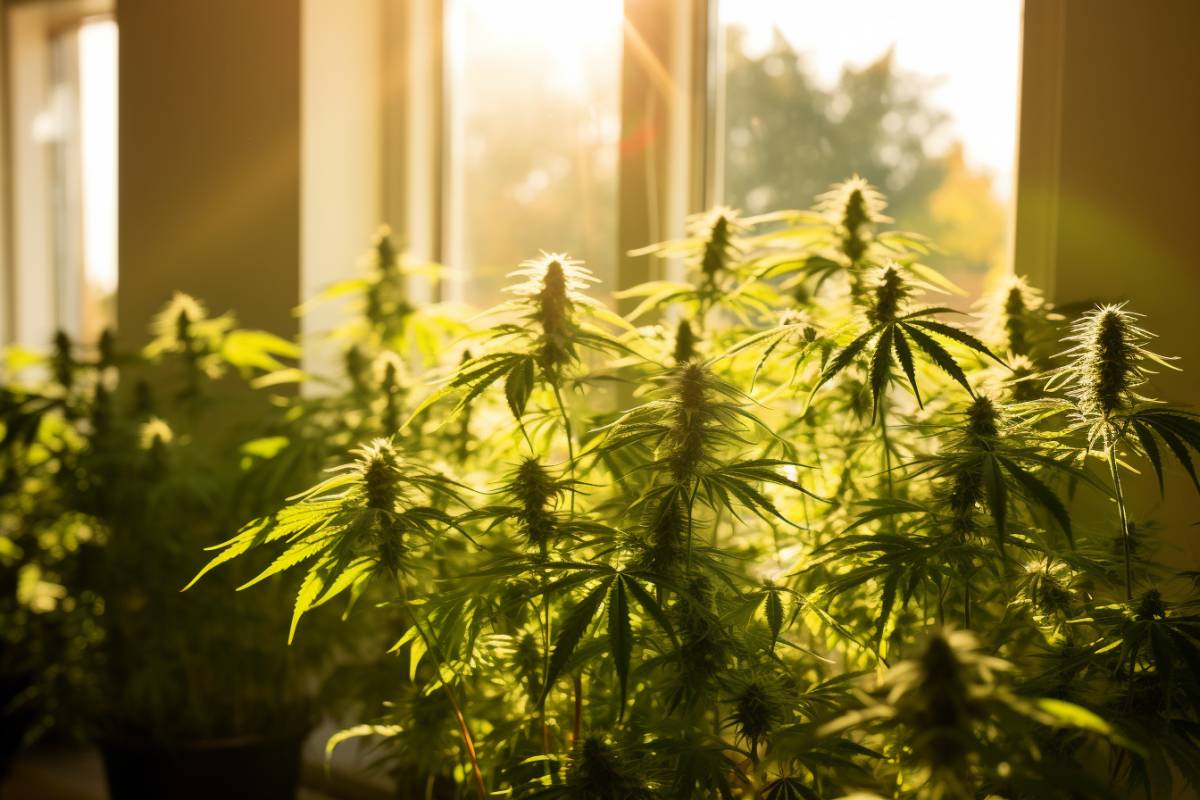 autoculture de 6 plants de cannabis