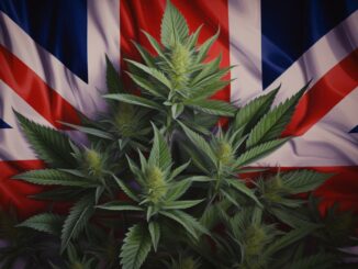 cannabis et drapeau royaume uni