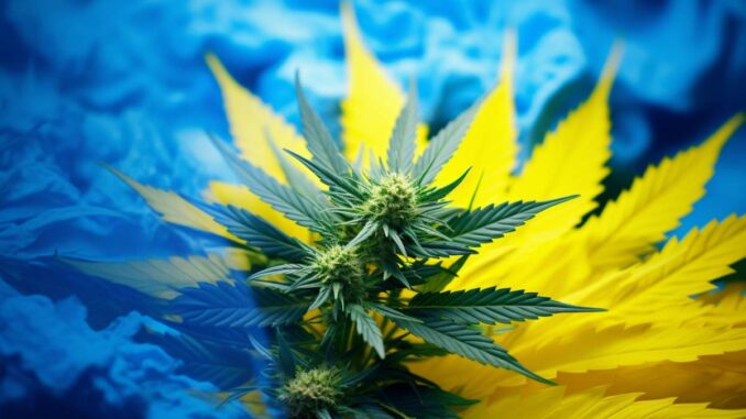 fleur de cannabis medical et drapeau de ukraine