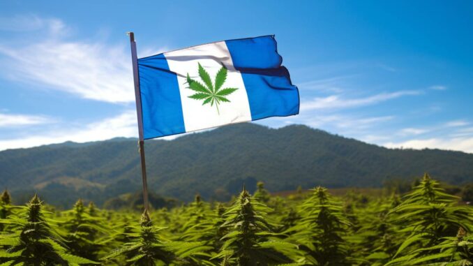 champ avec drapeau guatemala avec feuille de cannabis