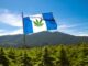champ avec drapeau guatemala avec feuille de cannabis
