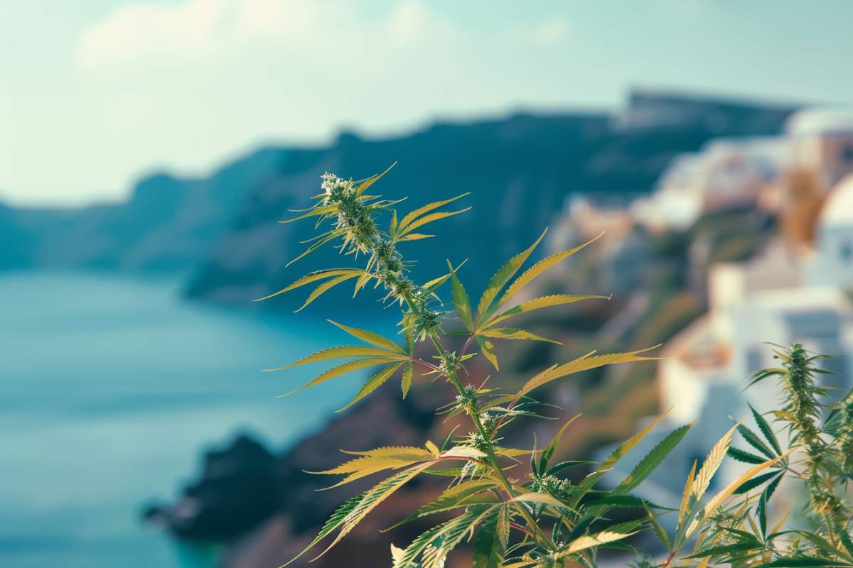 cannabis à Santorin en Grèce