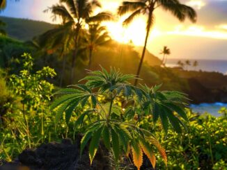 cannabis hawai
