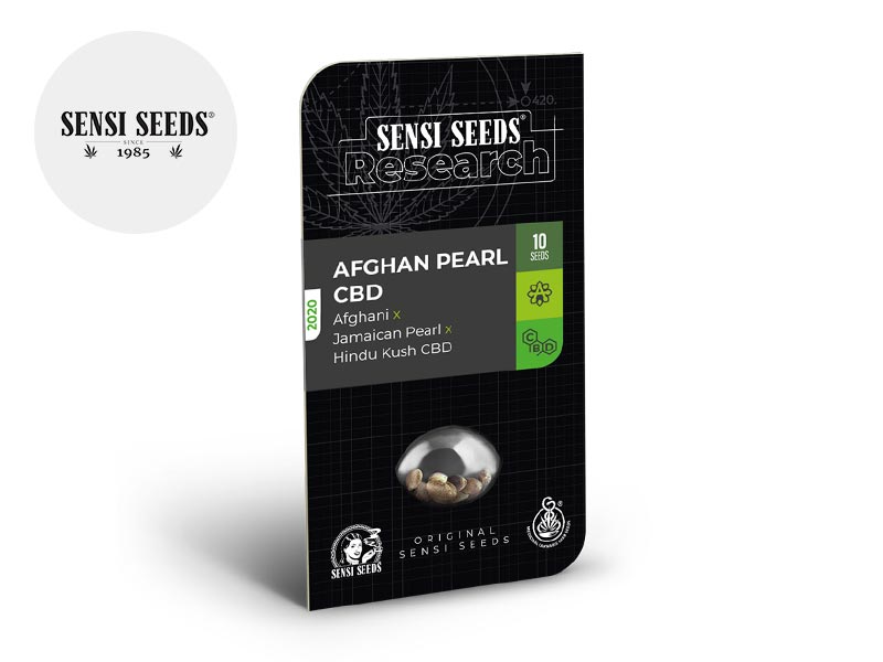 Graines CBD Afghan Pearl auto (Sensi Seeds)