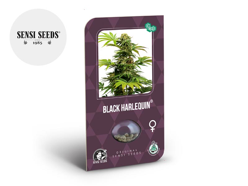 Graines CBD Black Harlequin féminisées (Sensi Seeds)