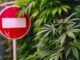 panneau interdiction et plante cannabis hhc