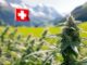 cannabis en suisse